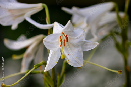 Beautiful lily flower on a background of green garden. Lily flowers in the garden