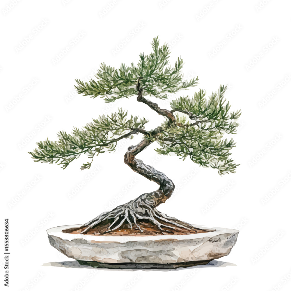 Fototapeta premium A Casuarina Bonsai, watercolor illustration vector, isolated on a white background.