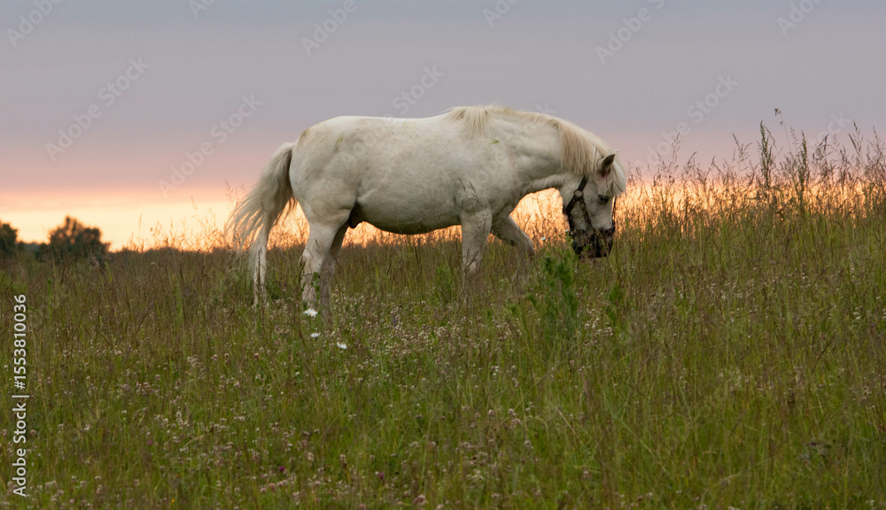Fototapeta premium wild horses in the field
