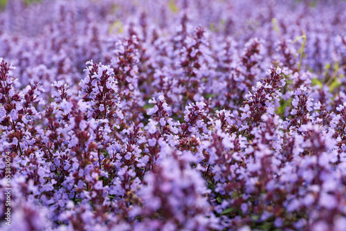 Thyme flowers in summer, Thymus vulgaris, selective focus. Purple floral background