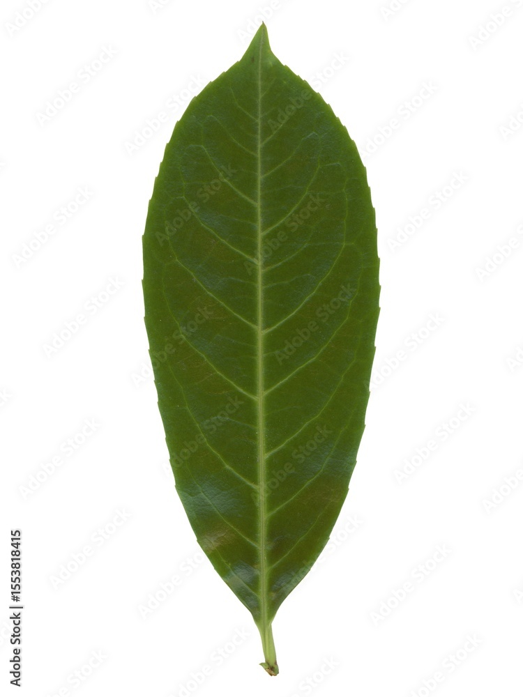 Obraz premium common laurel leaf top side isolated over white