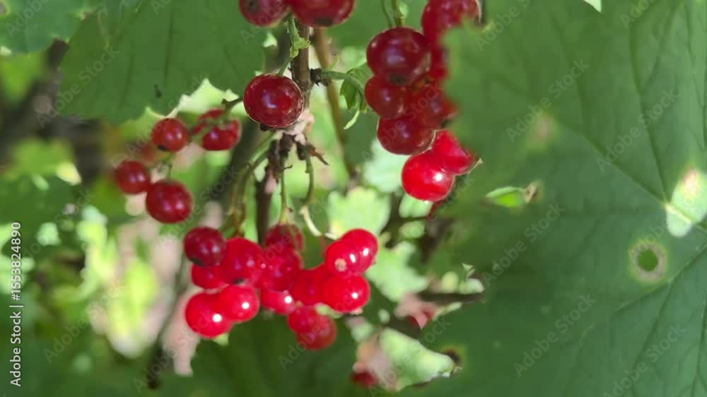 Close-up of red currant, red berry, berry, fruit, lines fruit, Close-up of red currant, red berry, berry, fruit, lines fruit,