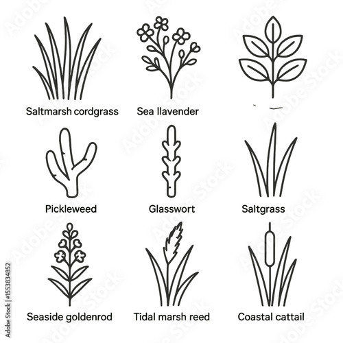 Coastal Wetland Flora Icons. Outline style icons of Coastal Wetland Plants: saltmarsh cordgrass, sea lavender bloom, marsh elder,