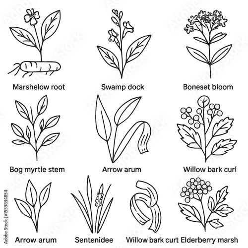 Medicinal Swamp Flora Icons. Outline style icons of Medicinal Swamp Flora: marshmallow root, swamp dock leaf, skullcap sprig,