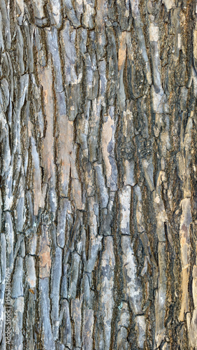 Textura do tronco de uma árvore, vários tons na casca rachada.