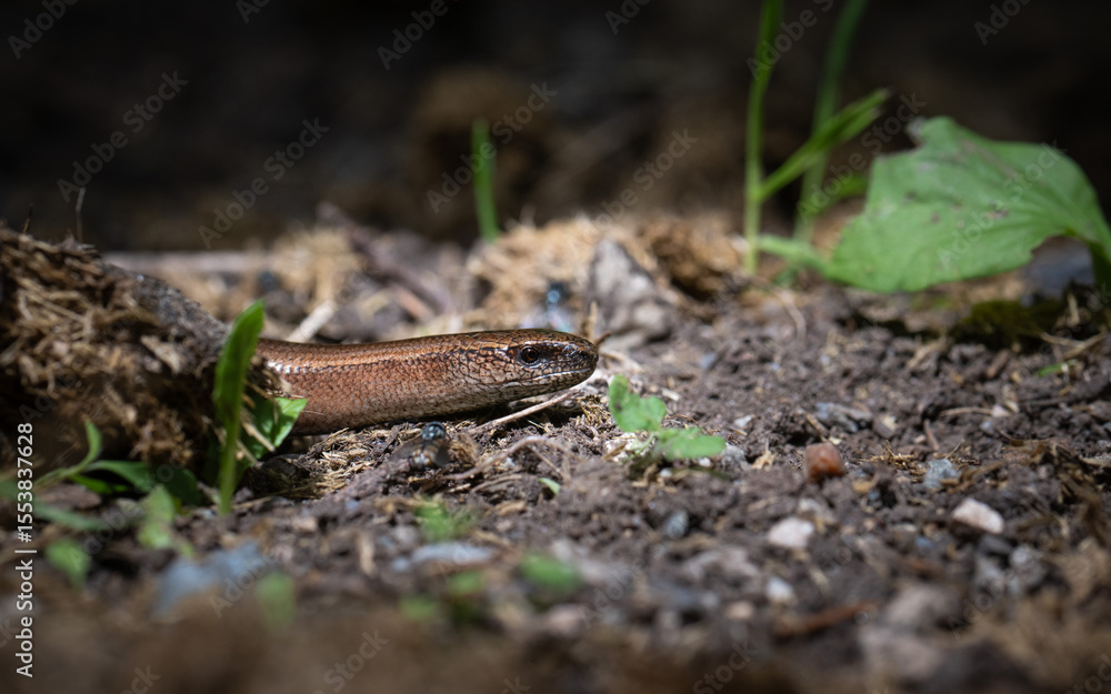 Fototapeta premium Close-up of slowworm. legless lizard often confused with a snake