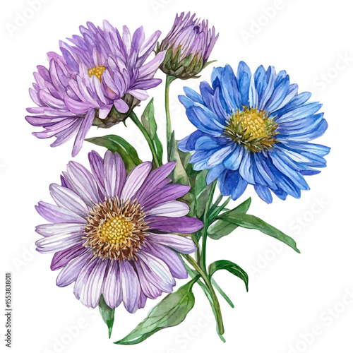 A Alpine Aster Bouquet, watercolor vector, isolated on a white background.
