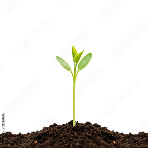 Young plant sprouting from soil new growth nature spring isolated on white background 