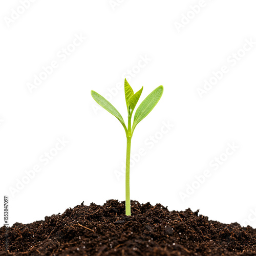 Young plant sprouting from soil new growth nature spring isolated on white background 
