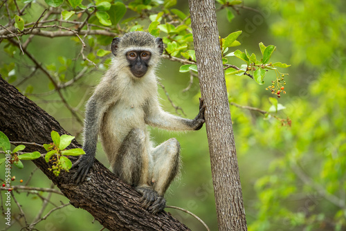 Photography A curious vervet monkey in a tree