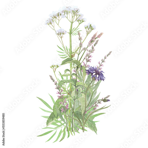 Bouquet of medicinal herbs valerian,mint,salvia,cornflower.Hand-drawn isolated clip-art on white backdround.Realistic images of herb flowers for packaging, textiles,wedding,cards,menu