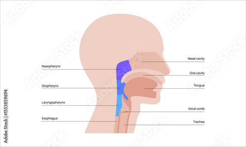 Pharynx anatomy poster