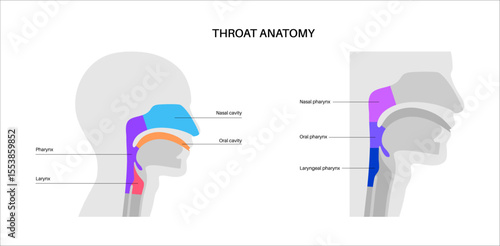 Throat anatomy poster