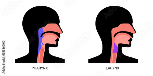 Pharynx and larynx