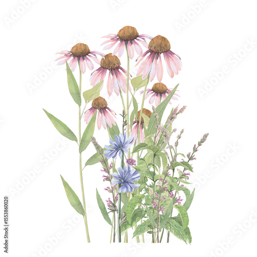 Bouquet of medicinal herbs Echinacea,salvia,chicory,mint.Hand-drawn isolated clip-art on white backdround.Realistic images of herb flowers for packaging, textiles,wedding,cards,menu