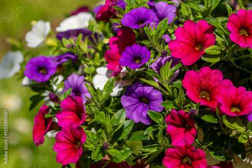 Bright and colorful flowers of Calibrachoa also known as Million Bells  blooming in the garden during summer