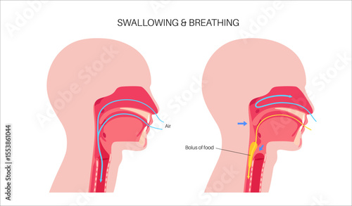 Breathing and swallowing