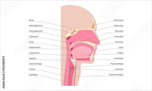 Upper respiratory tract