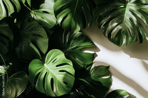 Lush Green Monstera Leaves Casting Shadows on a White Wall in a Sunlit Room.