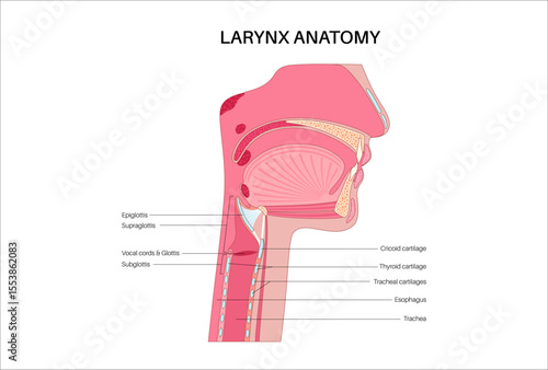 Larynx anatomy poster