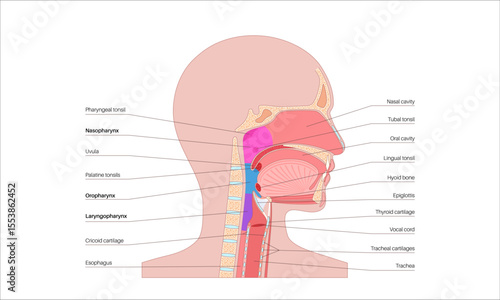 Pharynx anatomy poster