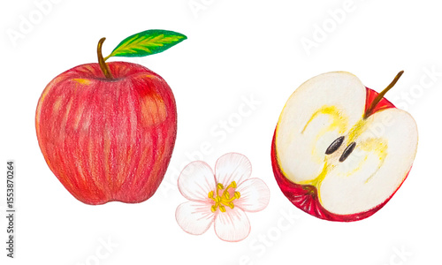 color pencil apple elements