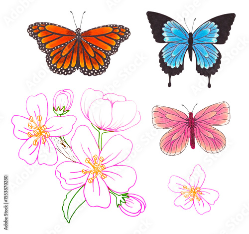 color pencil butterflies elements