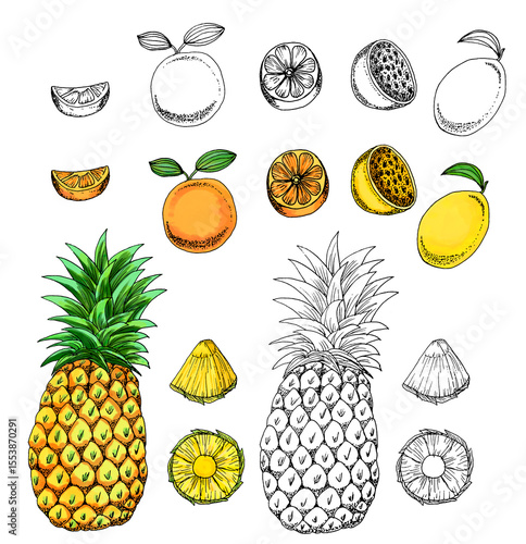 fruits color and lineart clipart