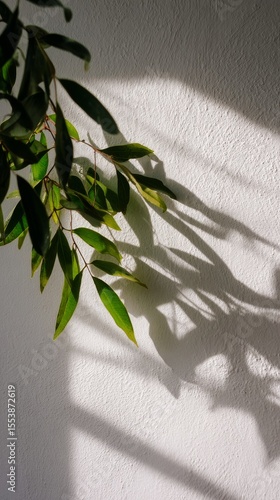 Green Leaves Cast Intricate Shadows on a Textured White Wall in Soft Natural ...