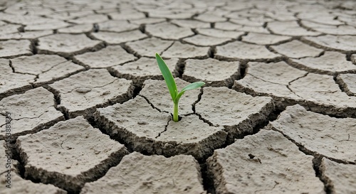 Resilience: A single sprout emerges from cracked, arid earth, symbolizing hope and perseverance in drought conditions.