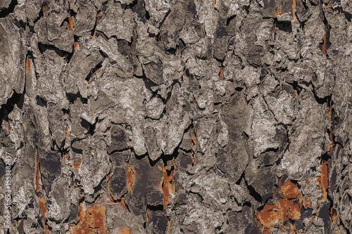 Vector illustration of Rowan bark close-up. The texture of the trunk of Sorbus torminalis L. Background from living wood. Skin of the forest nature.
