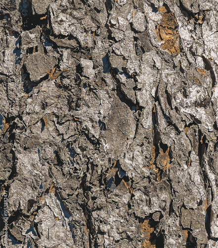 Vector illustration of Rowan bark close-up. The texture of the trunk of Sorbus torminalis L. Background from living wood. Skin of the forest nature.
