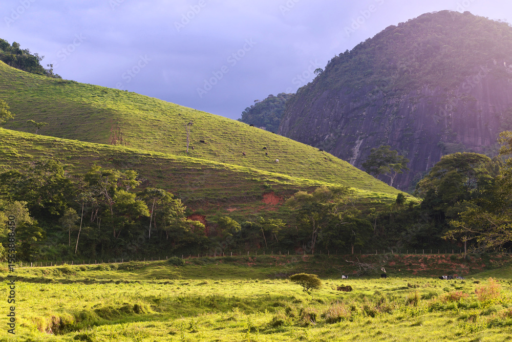 Fototapeta premium A sunlit pasture with grazing cattle, casting a warm, golden glow over the tranquil countryside landscape.