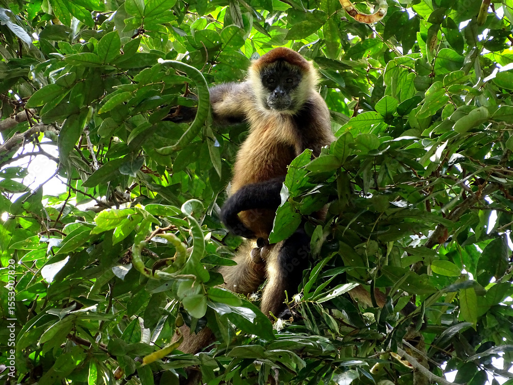 Fototapeta premium Spider Monkey in Tropical Forest Canopy, Manzanillo, Costa Rica