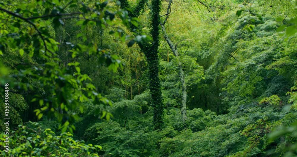 Dense Japanese forest. Green impenetrable thickets Dense Japanese forest. Green impenetrable thickets