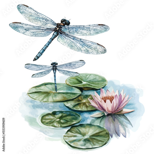 Dragonflies Hovering Summer Pond, watercolor drawing vector, isolated on a white background.