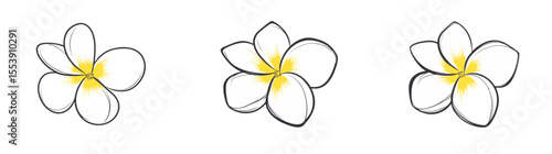 The exotic summer flower known as frangipani or plumeria is presented in a modern illustration, engraved and isolated on a white background in outline form