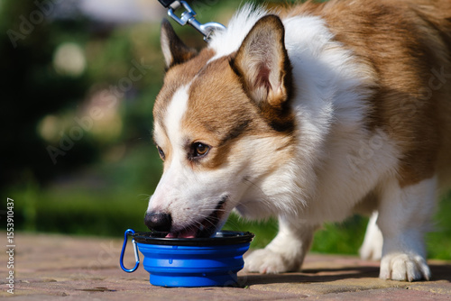 A red and white PEMBROKE WELSH CORGI drinks water from a blue collapsible bowl during a walk in a public city park. A bright sunny day with a green background