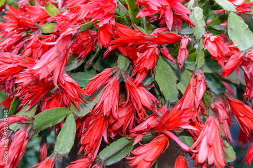 Schlumbergera truncata, the false Christmas cactus, called Christmas cactus, Thanksgiving cactus or zygocactus, among other names.