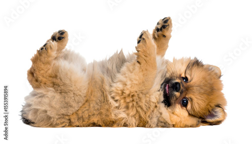 cute funny transparent pomeranians puppy dog lying on his back with paws up and waiting for belly rubs; doggy isolated on transparent background