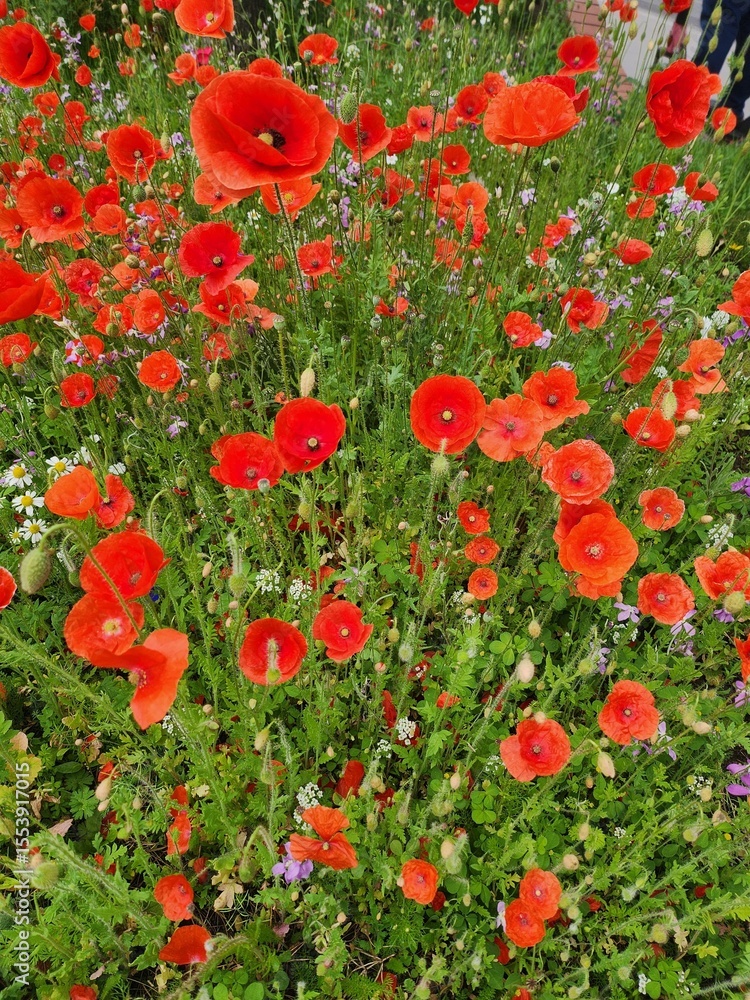 Obraz premium wild flowers and poppies