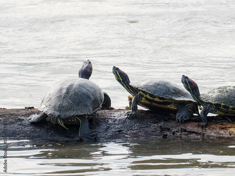 Fototapeta premium カメたち