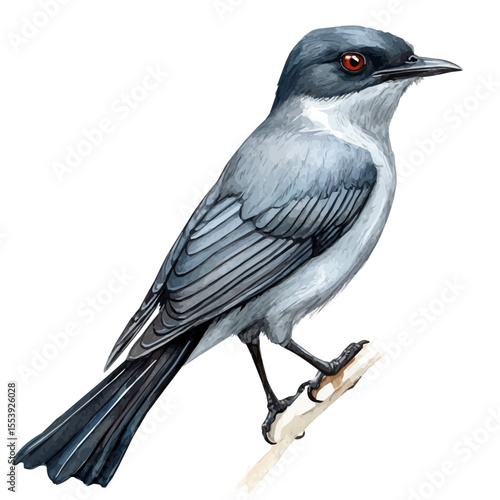 Cuckooshrike Close Up, watercolor vector, isolated on a white background.