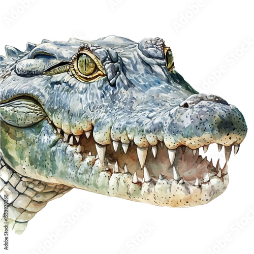 watercolor of Crocodile Close Up, vector, isolated on a white background.