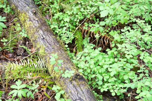 Canvas Print Close up of decaying logs on the forest floor, surrounded by lush green foliage including ferns, oxalis (clover), neon green moss, fallen leaves and fresh spring growth