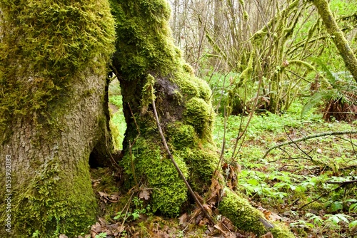 Side view of dense pine woodland framed by a mossy tree trunk in the foreground. Taken while hiking in the Tualatin Hills Nature Park, a public park in Beaverton, Oregon.