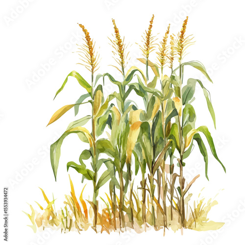 Corn Stalks Bending Breeze, watercolor clipart vector, isolated on a white background.