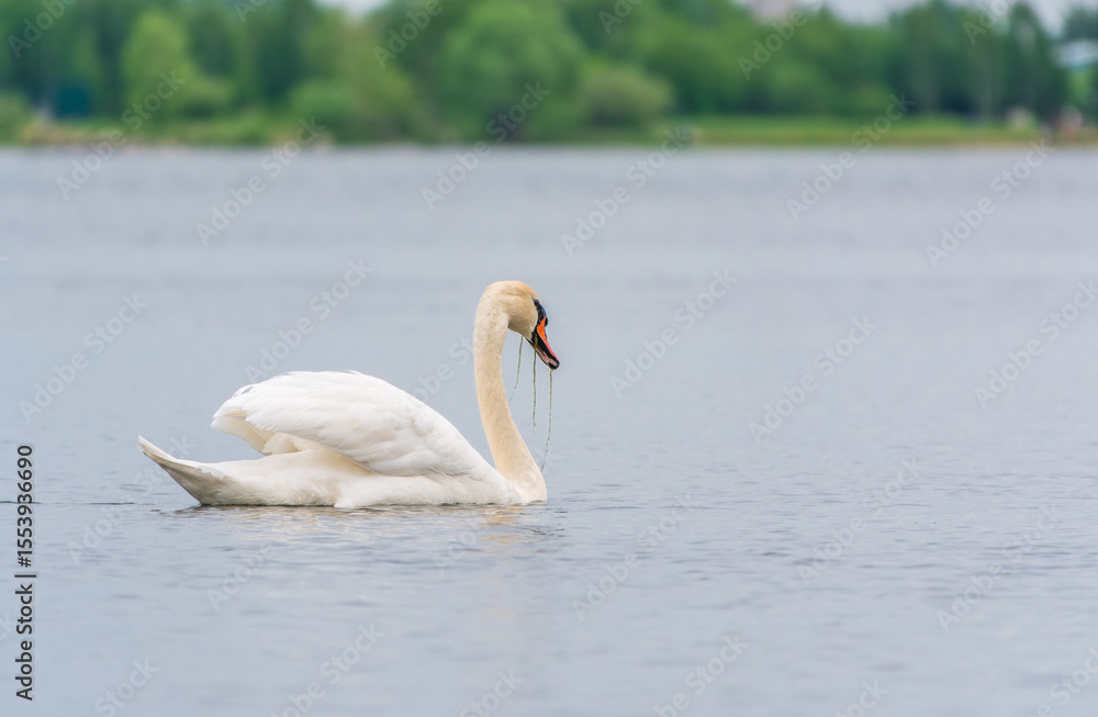 Obraz premium Graceful white Swan swimming in the lake, swans in the wild. Portrait of a white swan swimming on a lake.