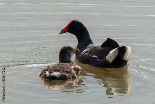black and white swans