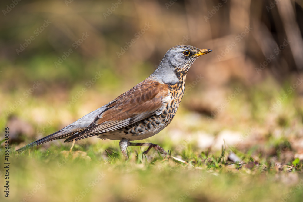 Wood bird Fieldfare, Turdus pilaris, on a sprng lawn. Wood bird Fieldfare, Turdus pilaris, on a sprng lawn.